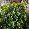 RHAPHİOLEPİS İNDİCA (HİNT ALICI) FİDANI