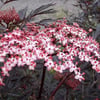 SAMBUCUS NİGRA BLACK LACE