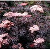 SAMBUCUS NİGRA BLACK LACE