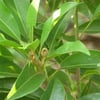 SAPODİLLA (MANİLKARA ZAPOTA) FİDANI