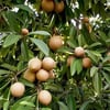 SAPODİLLA (MANİLKARA ZAPOTA) FİDANI