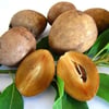 SAPODİLLA (MANİLKARA ZAPOTA) FİDANI