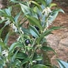 SARCOCOCCA CONFUSA FİDANI