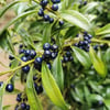 SARCOCOCCA HOOKERİANA (PARFÜM KUTUSU) FİDANI