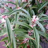 SARCOCOCCA HOOKERİANA (PARFÜM KUTUSU) FİDANI