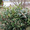 SARCOCOCCA HOOKERİANA (PARFÜM KUTUSU) FİDANI