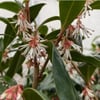 SARCOCOCCA HOOKERİANA (PARFÜM KUTUSU) FİDANI