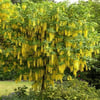 SARI SALKIM (LABURNUM ANAGYROİDES) FİDANI