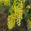SARI SALKIM (LABURNUM ANAGYROİDES) FİDANI