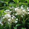 SARMAŞIK ORTANCA-HYDRANGEA SEEMANNİİ FİDANI