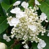SARMAŞIK ORTANCA-HYDRANGEA SEEMANNİİ FİDANI