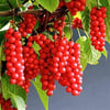 SCHİSANDRA CHİNENSİS FİDANI