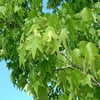 SIĞLA AĞACI (LİQUİDAMBAR ORİENTALİS) FİDANI