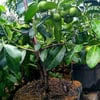 SİYAH SAPOT (BLACK SAPOTE) FİDANI