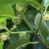 SİYAH SAPOT (BLACK SAPOTE) FİDANI