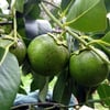 SİYAH SAPOT (BLACK SAPOTE) FİDANI