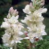 SÜMBÜLTEBER (POLİANTHES TUBEROSA) FİDANI