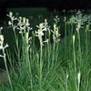 SÜMBÜLTEBER (POLİANTHES TUBEROSA) FİDANI