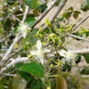 SURİNAM KİRAZI (EUGENİA UNİFLORA) FİDANI