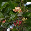 SYZGİUM AROMATİCUM (KARANFİL) FİDANI