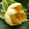 TALAUMA CANDOLLEİ FİDANI