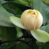 TALAUMA CANDOLLEİ FİDANI