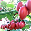 TAMARİLLO (AĞAÇ DOMATESİ) FİDANI