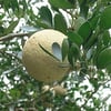 TAŞ ELMASI (BAEL FRUİT) FİDANI