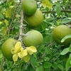 TAŞ ELMASI (BAEL FRUİT) FİDANI