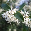 TATLI ZEYTİN ÇALISI (OSMANTHUS BURKWODİİ) FİDANI
