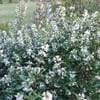 TATLI ZEYTİN ÇALISI (OSMANTHUS BURKWODİİ) FİDANI