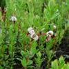 TURNA YEMİŞİ (VACCİNİUM MACROCARPON-CRANBERRY) FİDANI