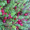 TURNA YEMİŞİ (VACCİNİUM MACROCARPON-CRANBERRY) FİDANI