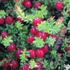 TURNA YEMİŞİ (VACCİNİUM MACROCARPON-CRANBERRY) FİDANI