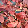 VİBURNUM BODNANTENSE ''PİNK DAWN'' FİDANI