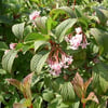 VİBURNUM BODNANTENSE ''PİNK DAWN'' FİDANI