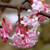VİBURNUM BODNANTENSE ''PİNK DAWN'' FİDANI
