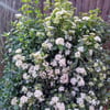 VİBURNUM BURKWOODİİ FİDANI