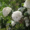 VİBURNUM BURKWOODİİ FİDANI