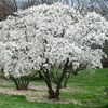 YILDIZ MANOLYA (MAGNOLİA STELLATA) FİDANI
