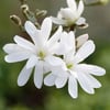 YILDIZ MANOLYA (MAGNOLİA STELLATA) FİDANI