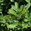 YILDIZ MANOLYA (MAGNOLİA STELLATA) FİDANI