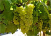 Chardonnay Üzüm Fidanı