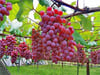 Red Globe Üzüm Fidanı