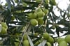 Gemlik Zeytin Fidanı