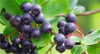 Aronia Fidanı