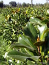 Manolya (Grandflora)
