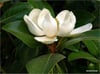 Manolya (Grandflora)
