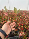 BURSATARIM1 Yaşlı Nero Aronia ( Aronya) Fidanı