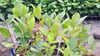 BURSATARIM1 Yaşlı Viyolde Nero Aronia ( Aronya) Fide 